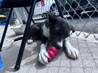 Dustin, Labrador Retriever / Mixed Breed, puppy, available for adoption