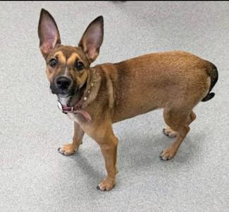Pearl, Mixed Breed, puppy, available for adoption