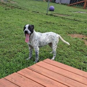 A white dog with black spots standing on a grassy lawn, with its tongue out, near a wooden deck.