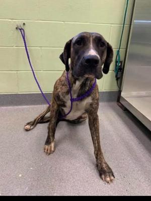 A brindle-colored dog with a purple leash sitting on a concrete floor in a room with green walls.