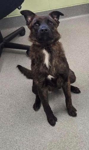 A brindle dog with a white patch on its chest sitting on a gray carpeted floor.
