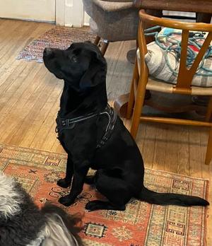 Blaze, Labrador Retriever / Mixed Breed, adult, available for adoption