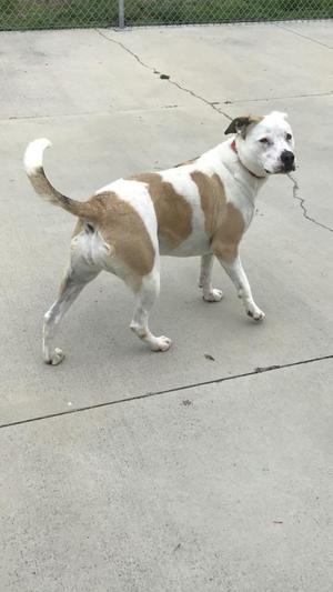 A white and brown dog standing on a concrete surface.