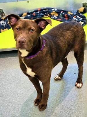 Hershey (Charlie), Retriever / Mixed Breed, puppy, available for adoption