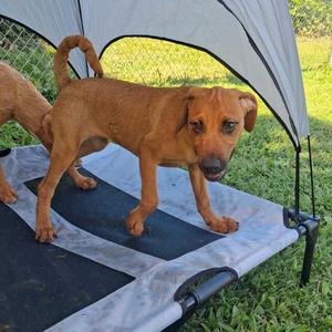 Baxter, Terrier / Mixed Breed, puppy, available for adoption