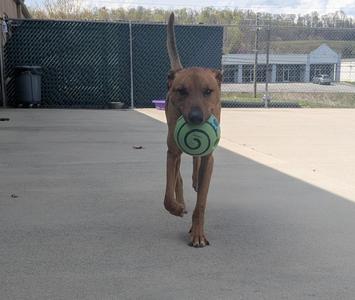 A brown dog walking on a concrete surface with a green and white ball in its mouth.