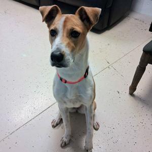 Sassafras, Retriever, young, available for adoption