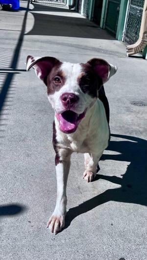 Latta, Terrier / Mixed Breed, young, available for adoption