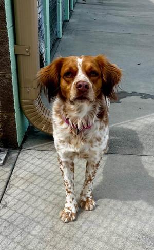Gia, Spaniel, young, available for adoption
