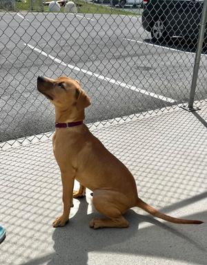 Rogue, Retriever, puppy, available for adoption
