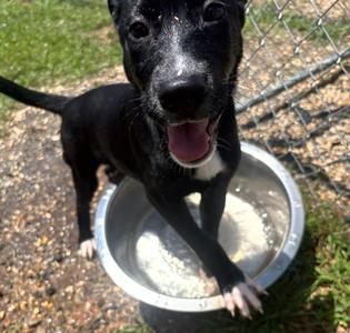 Rolo, Collie, puppy, available for adoption