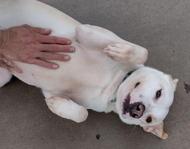 A white dog lying on its back with a person's hand petting its belly
