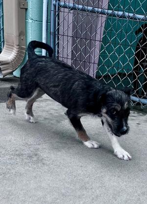 Eleven, Labrador Retriever / Mixed Breed, puppy, available for adoption