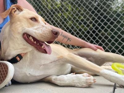 Happy, Australian Cattle Dog / Blue Heeler, adult, available for adoption