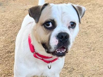 Mr. Moon, Boxer / Mixed Breed, adult, available for adoption