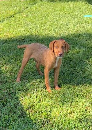 a brown dog standing on a grassy lawn