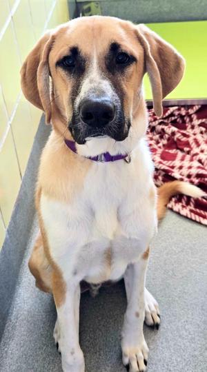 John Price, Anatolian Shepherd / Mixed Breed, puppy, available for adoption