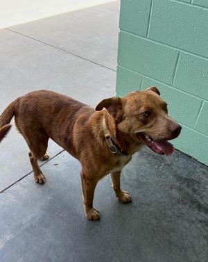 Diego, Australian Cattle Dog / Blue Heeler / Mixed Breed, adult, available for adoption