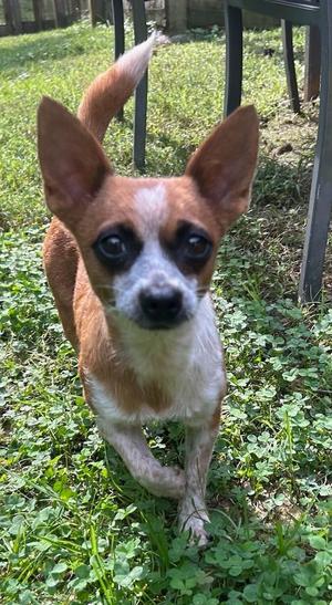Panda, Chihuahua / Mixed Breed, young, available for adoption