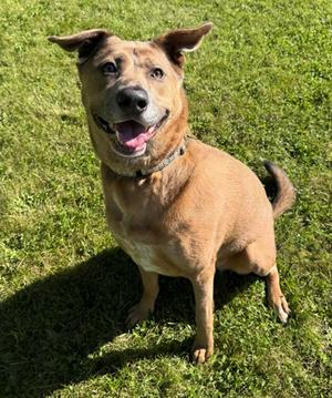 Rya May, German Shepherd Dog Mix, adult, available for adoption