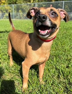 Jet, Chihuahua - Smooth Coated and Dachshund, adult, available for adoption