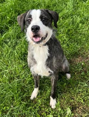 Gizmo, Poodle - Standard and American Pit Bull Terrier, young, available for adoption