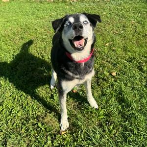 Loki, Labrador Retriever and Australian Shepherd, senior, available for adoption