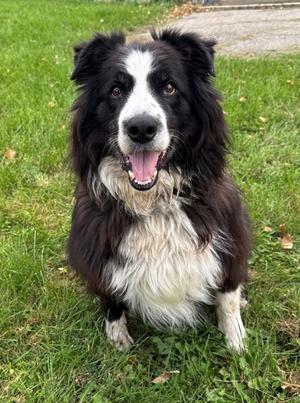Gunner, Border Collie Mix, senior, available for adoption