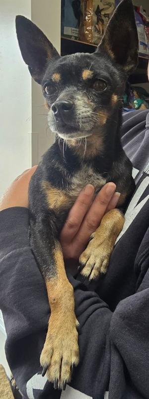 Hilleren, Miniature Pinscher Mix, senior, available for adoption