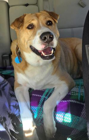 Tommy Boy, Labrador Retriever and Chinese Sharpei, senior, available for adoption