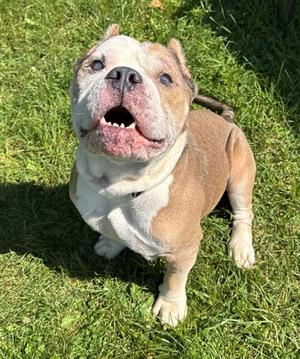 Capone, Bully American  - Standard Mix, adult, available for adoption