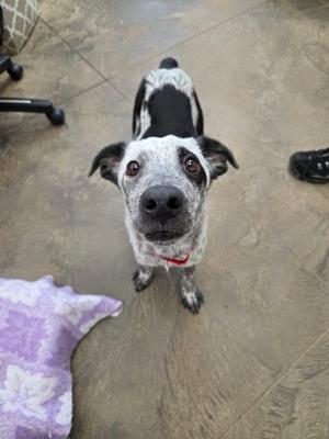 Ed, Australian Cattle Dog / Blue Heeler / Border Collie, young, available for adoption