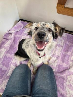 Shenzi, Australian Cattle Dog / Blue Heeler / Border Collie, young, available for adoption