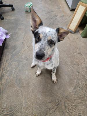 Banzai, Australian Cattle Dog / Blue Heeler / Border Collie, young, available for adoption