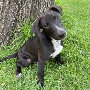 Cooper P46587, Retriever, Labrador, adult, available for adoption