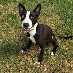 black and white dog standing on grass