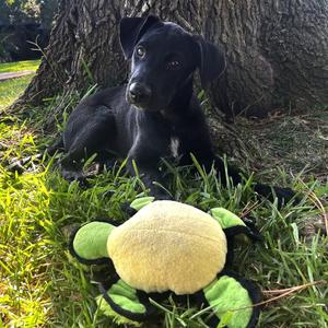 Bridgette P46584, Retriever, Labrador, adult, available for adoption