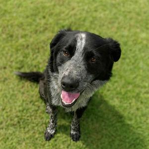 Captain Jack Sparrow D47012, Cattle Dog, Australian (Blue Heeler), adult, available for adoption