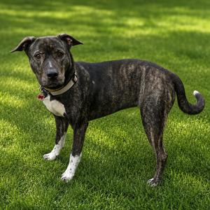 Annabelle P45715, Terrier, Pit Bull, adult, available for adoption