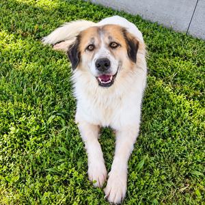 Bella (Gordita) D46669, Shepherd, Anatolian, adult, available for adoption