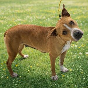 A brown and white dog standing on a grassy field with yellow flowers.