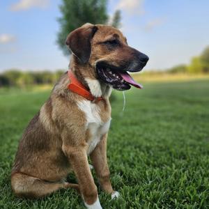 Ana D46140, Mixed Breed (Medium), adult, available for adoption