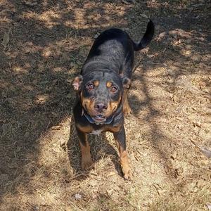 Bowler D46539, Terrier, adult, available for adoption