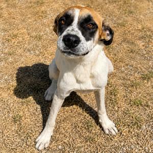 Badger D46425, Cattle Dog, Australian (Red Heeler), adult, available for adoption