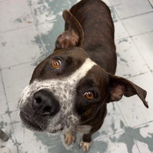Bubba D45713, Terrier, Pit Bull, adult, available for adoption
