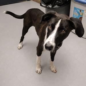 Alfie D46451, Collie, Border, adult, available for adoption