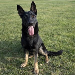 A black and tan German Shepherd dog sitting on a grassy field with its tongue out.