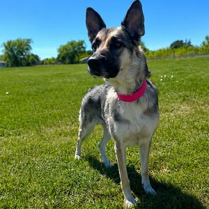 Grace D46255, Shepherd, German, adult, available for adoption