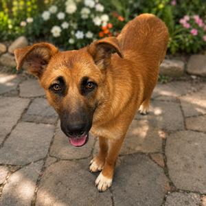 Duchess D46368, Shepherd, adult, available for adoption