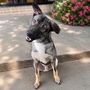 Boone P46073, Mixed Breed (Medium), adult, available for adoption
